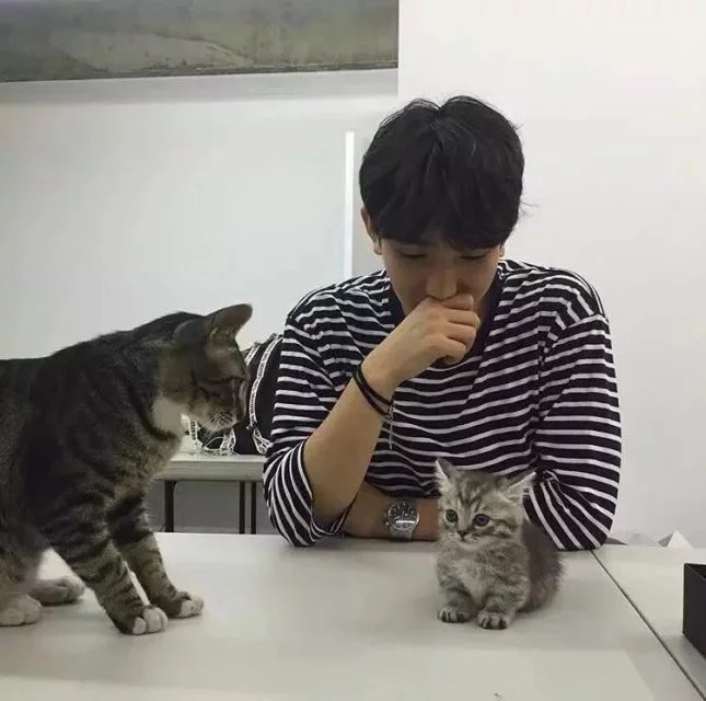 苗栋庆雅